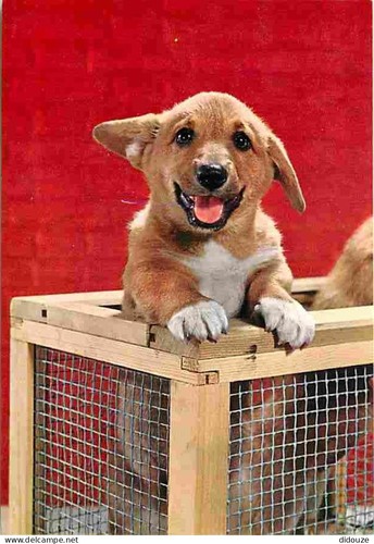Carte postale animaux - postale,