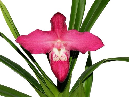 Phragmipedium super besseae - phragmipedium,