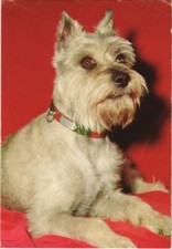 CPA AK Miniature Schnauzer DOG