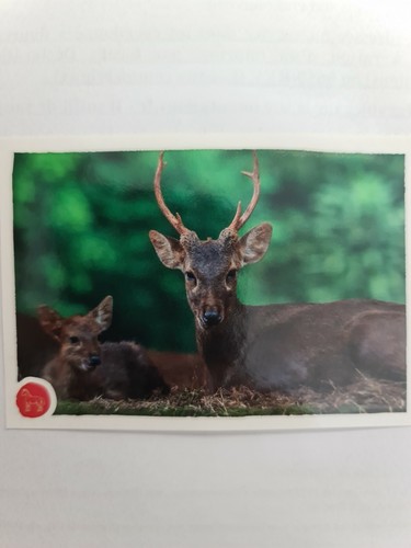 Image sticker autocollant