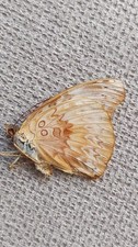 insecte entomology lepidoptere