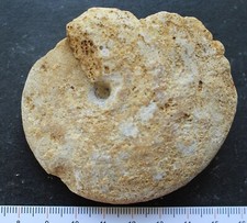 Ammonite fossile Bajocien