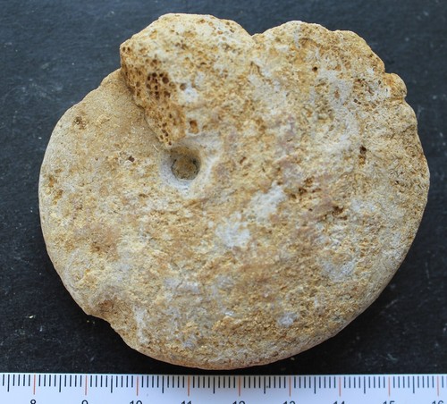 Ammonite fossile bajocien - ammonite,