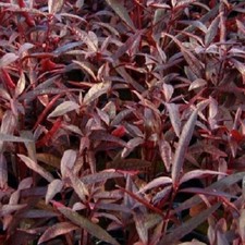 ALTERNANTHERA SESSILIS plante aquarium rouge