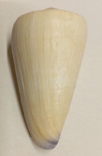 Conus virgo - conus, (lividoconus)