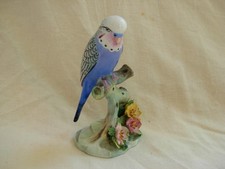 Royal Adderlay, perruche en