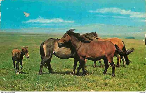 Carte postale animaux - postale,