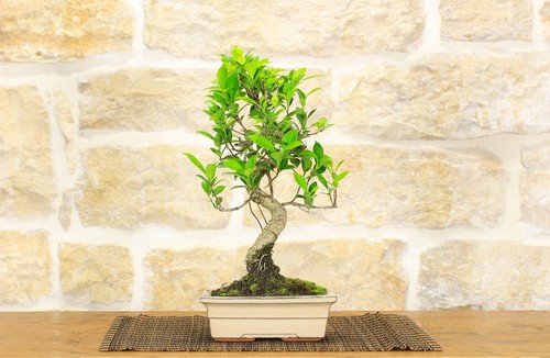 Pot bonsaï ficus retusa - pot,