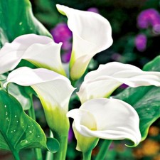 Calla tubercule fleurs - fleurs,