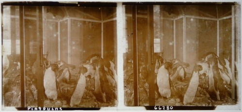 Pingouins.Penguins.Animaux.Ani