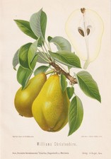 Williams Christ Poires Fruits Pomologie Lithographie Litho 1890