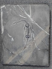 Fossile - Keichousaurus - reptile marin de la famille des Pachypleurosauridae -
