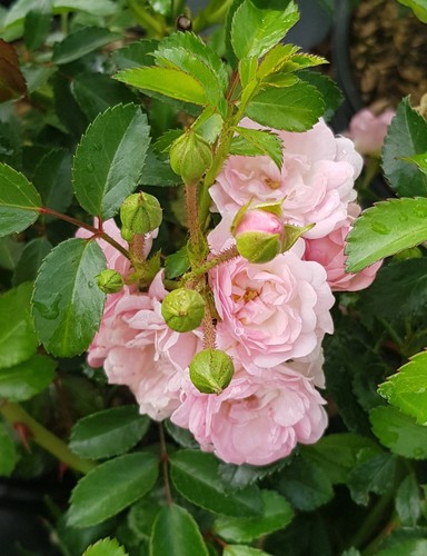 Rosa pablito rosier - /,