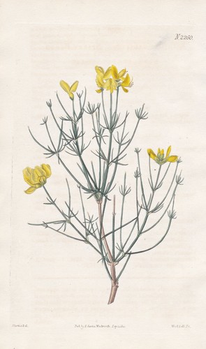 Spartium radiatum ginster - radiatum,