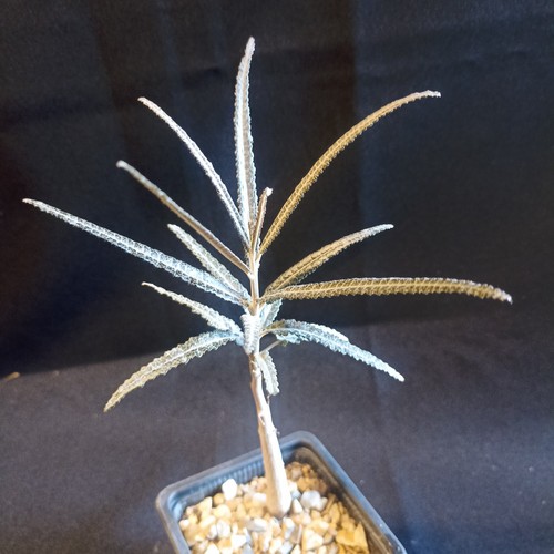 Boswellia elongata caudex - boswellia, elongata,