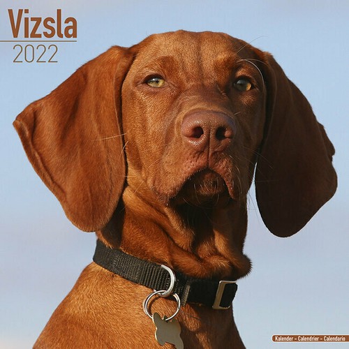 Calendrier 2022 braque - 2022,