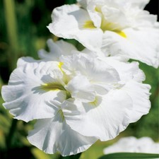 Iris Rhizome Plante vivace