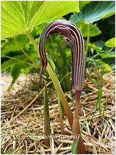 Arisaema fargesii - 1 plant