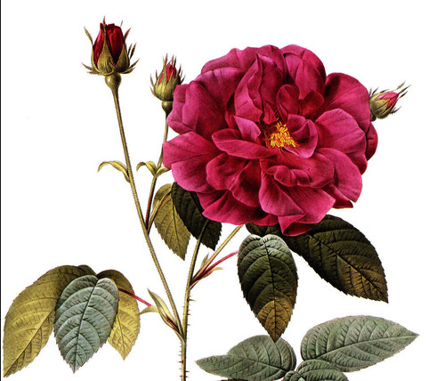 1990 Vintage Print Rose Flower