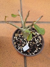 Adenium obesum - adenium,