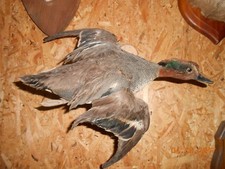 canard sarcelle  naturalisé