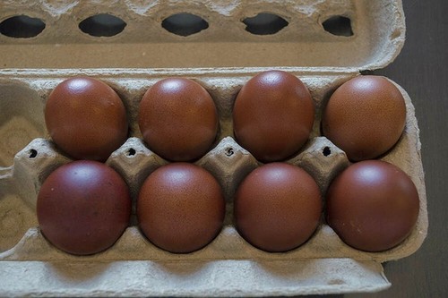 French black copper - 6, marans