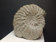Ammonite Hoplites dentatus