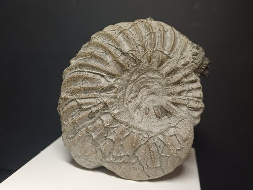 Ammonite hoplites dentatus - ammonite,