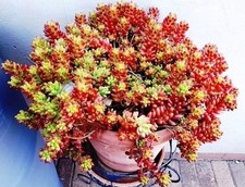 Lot succulentes rares apténia - succulentes,