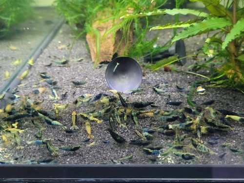 Lot crevettes - lot, de