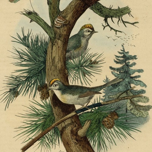 Histoire naturelle oiseau - histoire,