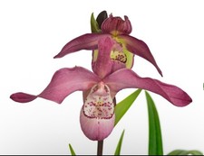Phragmipedium peruflora - phragmipedium, peruflora’s