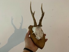 Trophée de chevreuil sur