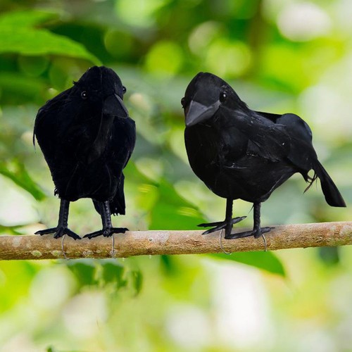 Black Feathered Crows