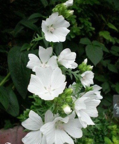 Mauve mallow pirouette - ♫,