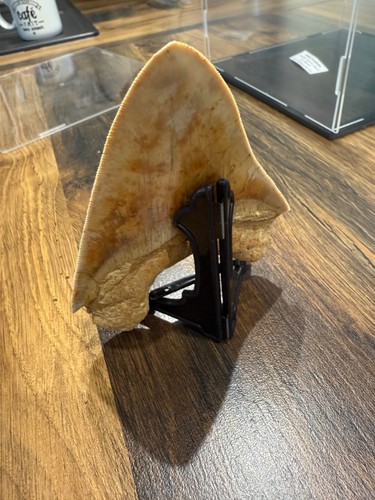 Dent megalodon provenance - dent,