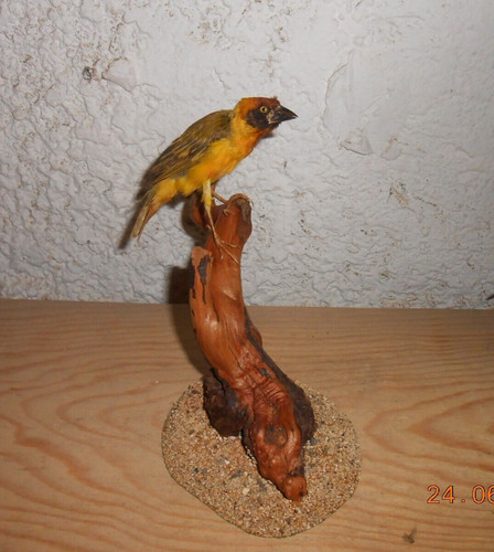 Moineau tisserin naturalisé - moineau,