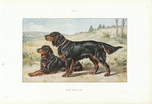 Document ancien setter noir - -,