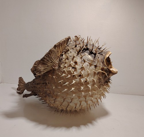 Diodon naturalisé poisson - naturalisé,,