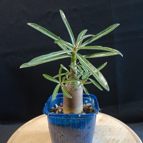 Adenium nova tanzania - tanzania',