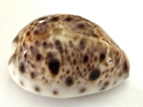 Cypraea lynx 67mm nouvelle - , 40.67mm