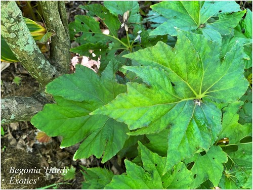 Begonia hardy exotics - begonia,