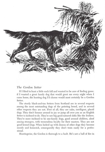 Gordon setter 1964 vintage - setter,