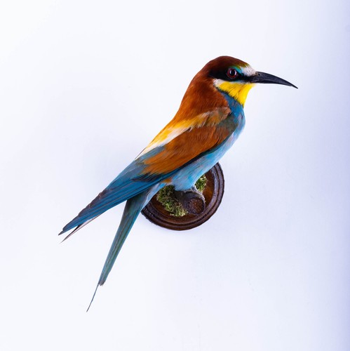 Taxidermy mount bird - mount,