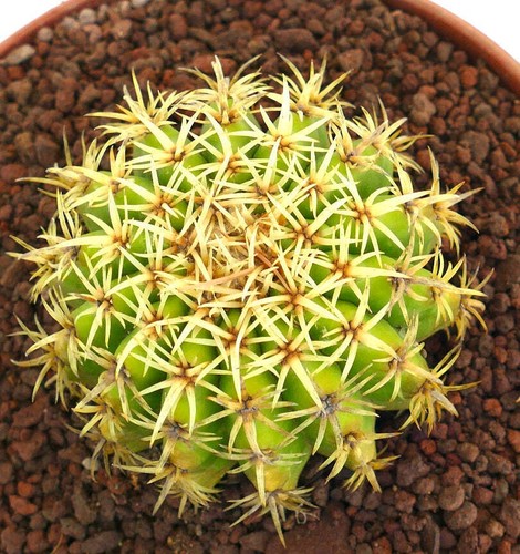 Echinocactus grusonii form