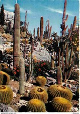 Carte Postale - Fleurs -