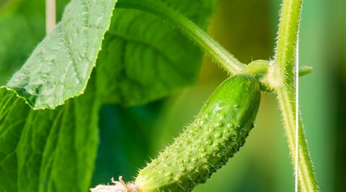 Graines cornichon vert - 50,