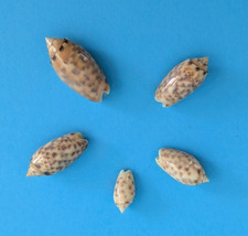 Oliva Annulata Annulata 14,3