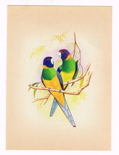 Ara perroquet peinture main - perroquet,