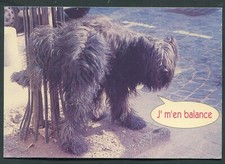 CPM de CHIEN - HUMOUR : J'm'en balance - Ed. COMPA CARTERIE